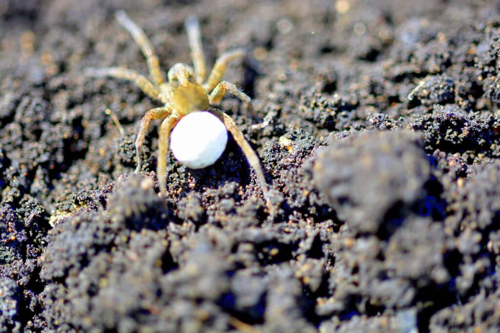 Spider eggs in plant soil