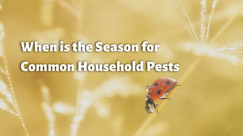 seasonal pest control